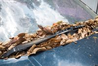 How Often Should You Replace Windshield Wipers
