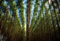 Natural Remedies For Anxiety And Stress Relief