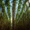 Natural Remedies For Anxiety And Stress Relief