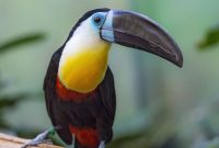 Wallpaper toucan, beak, bird, blur hd, picture, image How To Choose The Right Supplements For Your Health